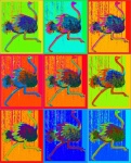 Colorful Grid Of Ostriches