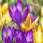 Purple Yellow Crocus Flowers