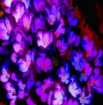 Crocus Flower Background