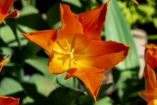 Foker Fan Tulip