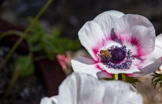 Poppy Anemone And A Bee