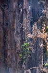 Redwood Tree Growth