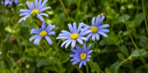 Blue Daisy Flowers