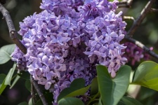 Common Lilac Flower