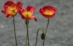 Poppy Anemones