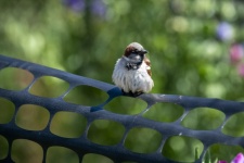 Scruffy Sparrow