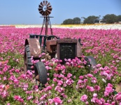 Ranuculus Flowers And A Tractor