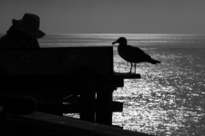 Seagull And Fisherman Silhouette
