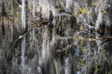 Spanish Moss In Georgia Swamp
