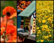 Flower Photography Collage