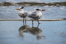 Tern Shore Birds