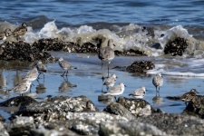 Shorebirds At Ocean