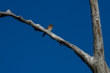 Bird In Tree