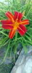 Orange And Yellow Lily Flower