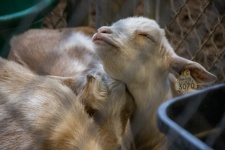 Baby KID Goat At The Fair