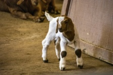 Baby KID Goat