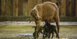 Mom With Newborn Baby Goats