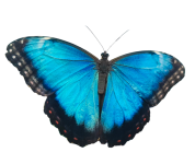 Morpho Butterfly Isolated