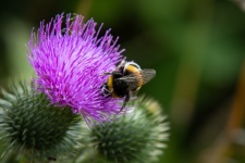 Insect, Bumblebee, Thistle, Plant