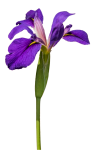 Iris Flower Isolated