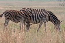 Juvenile Zebra With Adult In Grass