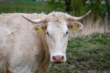 Cow, Head Of Cow