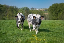Cows, Landscape, Meadow