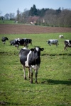 Cows, Black And White Spotted Cow