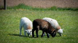 Lamb, Small Sheep