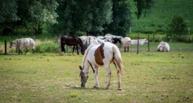 Landscape, Meadow, Horses