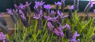 Lavender Plants In Bloom