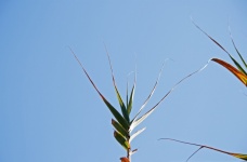 Leaves Of Tall Reeds Against Sky