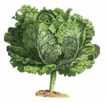 Lettuce Vintage Vegetable Art