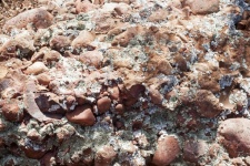 Lichen Growing On Conglomerate Rock