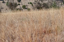 Long Dry Dormant Grass On A Slope