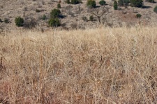 Long Dry Dormant Grassland