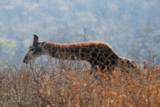 Long Necked Giraffe Browsing