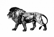 Lion Art Illustration Clipart
