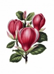 Magnolia Flowers Vintage Art