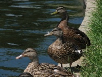Mallard Ducks At Lakeside