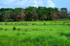 Marshland At Florida, USA
