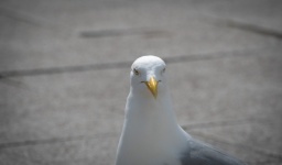 Head Of A Seagull