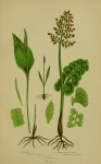 Moonwort Vintage Leaves