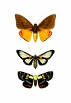 Moths Vintage Art Set