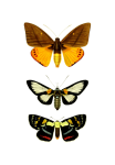Moths Vintage Art Set