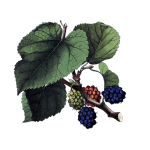 Mulberry Fruit Vintage Art
