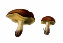 Mushroom Vintage Art Illustration