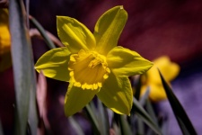 Daffodil, Yellow Flower