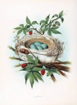 Nest Bird Vintage Art