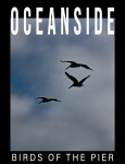 Oceanside Pelicans Flying